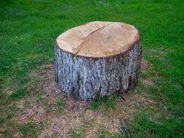 Best Commercial Tree Services  in Gaffney, SC