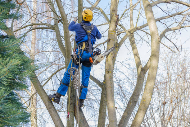 Best Leaf Removal  in Gaffney, SC